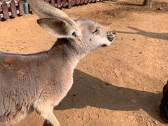 -济南野生动物世界