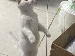 -创凡宠物医院·骨专科  猫科中心(西乡分院)