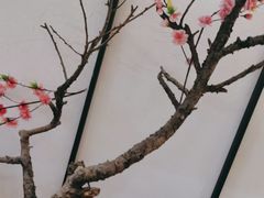 -苏小柳手作点心(控江旭辉分院)