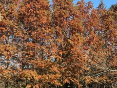 -羊亭河湿地公园