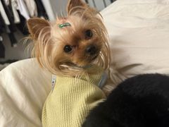 -Pets First伊珊娜洗护·精致美容·家庭式寄养(新会路店)