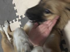 -PETKIT小佩宠物(昭化店)