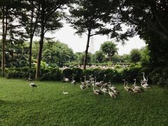 -广州长隆飞鸟乐园