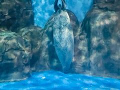 -上海海洋水族馆