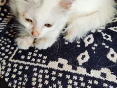 -平行世界·猫咖(首经贸店)