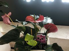 -鹏欣水游城