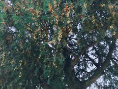 -龙口南山旅游景区