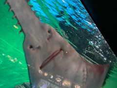 -上海海洋水族馆