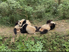 -成都大熊猫繁育研究基地