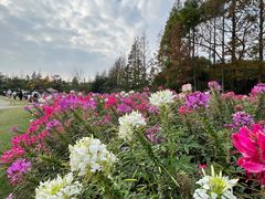 -上海滨江森林公园