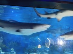 -烟台海昌鲸鲨海洋公园