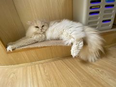 -猫和宫(六道口店)