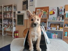 -宠颐生·恒爱宠物医院(静海店)