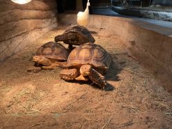 -Zoolung Zoolung动物主题公园(海信广场店)