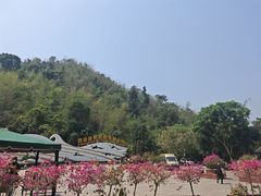 -西双版纳原始森林公园