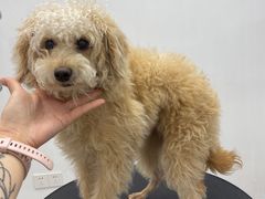 -comecome来吧宠物(奥克斯中心店)