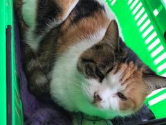 -小伙伴宠物医院•急重症转诊中心·老年专科·犬猫全科(北大街总院)