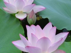 -荔湾湖公园