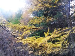 -苏木山森林公园