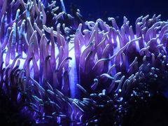 -悉尼海洋生物水族馆