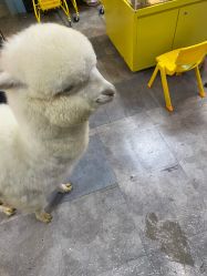 -神奇动物撸宠馆·羊驼·小浣熊·异宠(豫园店)