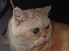 -瑞派动物医院·绝育·犬猫全科·预防医学(光景江南中店)