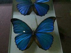 -上海昆虫博物馆