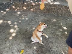 -柴犬高等学院·狗咖·柴犬售卖·宠物训练