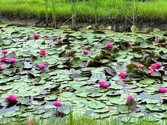 -池杉湖湿地公园