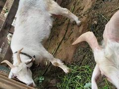 -庞各庄翠芳园西瓜蔬菜基地采摘园