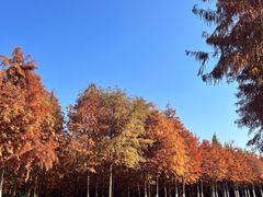 -合肥滨湖国家森林公园