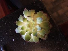 -捞王猪肚鸡火锅(昆山店)