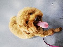 -爱侣宠医·鹦鹉专科·小型哺乳类·异宠专科(灵石路店)