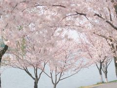 -羊山湖公园
