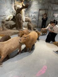 -Zoolung Zoolung动物主题公园(海信广场店)