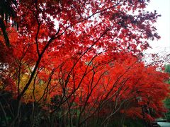 -白马涧龙池景区