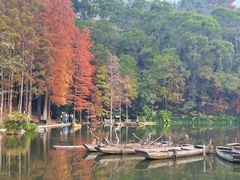 -深圳仙湖植物园