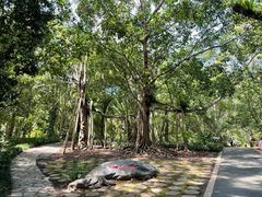 -中国科学院西双版纳热带植物园