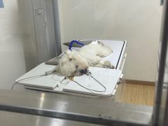 -谐和贝康宠物医院24小时·宠保定点(急重症转诊中心)