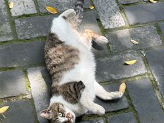 -凤来栖·净庭院·火锅(欧尚店)