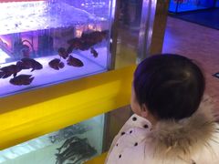 -大自然花鸟鱼虫市场