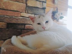 -猫的茶·猫咖