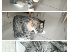 -平行世界·猫咖(首经贸店)