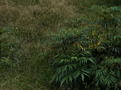 -白鹭湾湿地公园