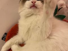 -猫腻·猫咖·撸猫馆(星光大道店)