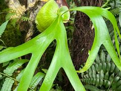 -昆明植物园