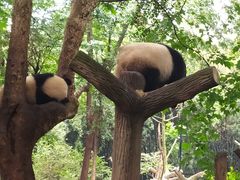 景点-成都大熊猫繁育研究基地