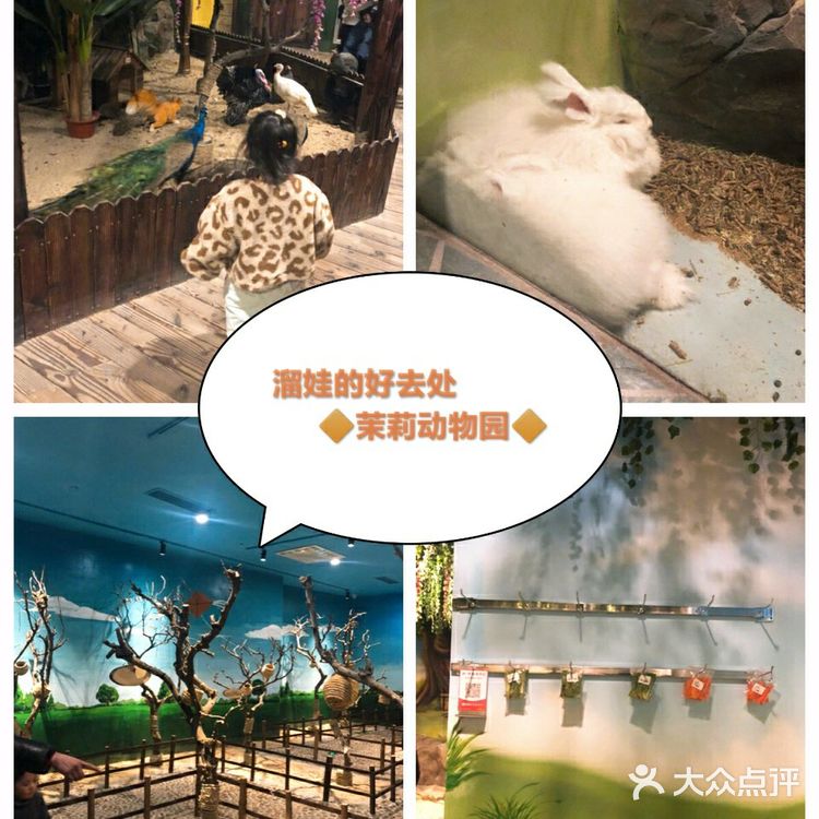 魔都室内动物园🐰~溜娃的好去处✌️