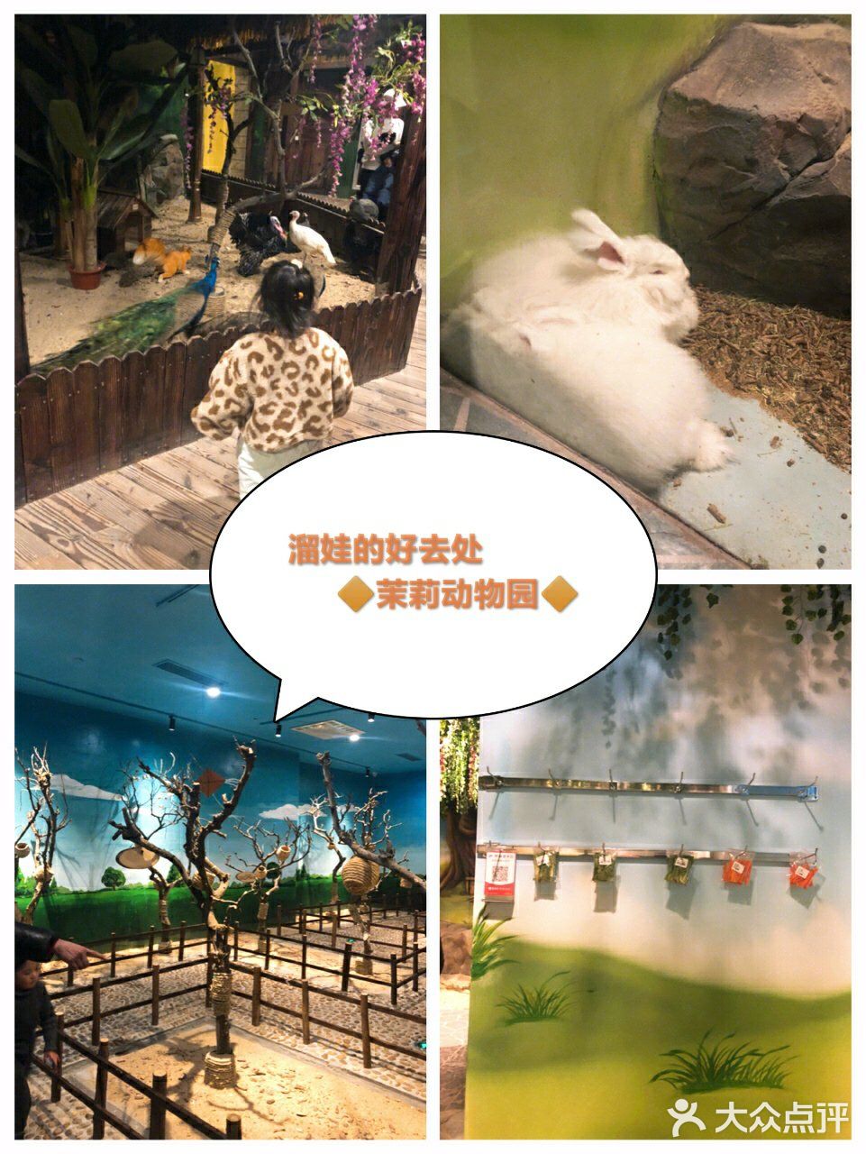 魔都室内动物园🐰～溜娃的好去处✌️