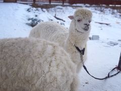 -长白山华美胜地滑雪场